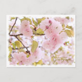Carte Postale Cherry Blossom "Benigasa" ポストカード (Devant)