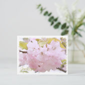 Carte Postale Cherry Blossom "Benitemari" ポストカード (Debout devant)