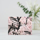Carte Postale Cherry Blossom édité (Debout devant)