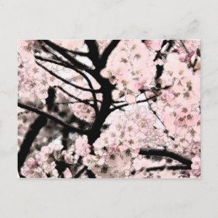 Carte Postale Cherry Blossom édité
