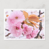 Carte Postale Cherry Blossom "Hanagasa" (Devant)