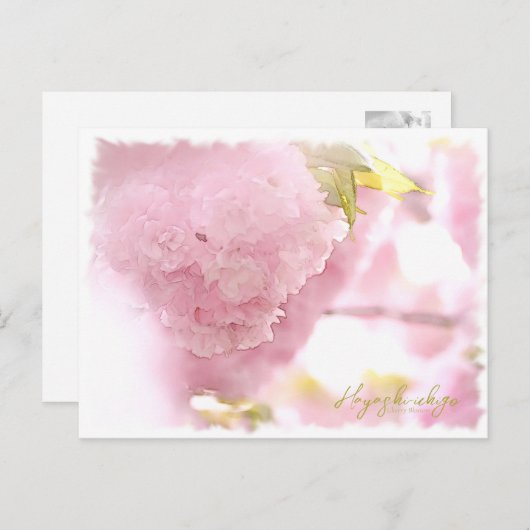 Carte Postale Cherry Blossom "Hayashi-ichigo" ポストカード (Devant / Derrière)