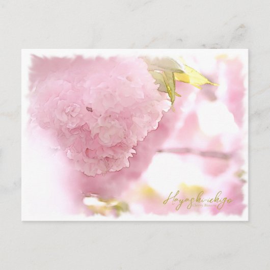 Carte Postale Cherry Blossom "Hayashi-ichigo" ポストカード (Devant)