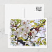 Carte Postale Cherry Blossom: Hotate (Devant / Derrière)