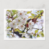 Carte Postale Cherry Blossom: Hotate (Devant)