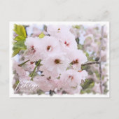 Carte Postale Cherry Blossom "Ichiyo" (Devant)