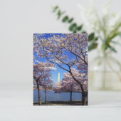Carte Postale Cherry blossom in Washington DC (Debout devant)