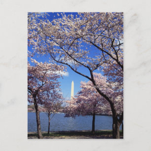 Carte Postale Cherry blossom in Washington DC
