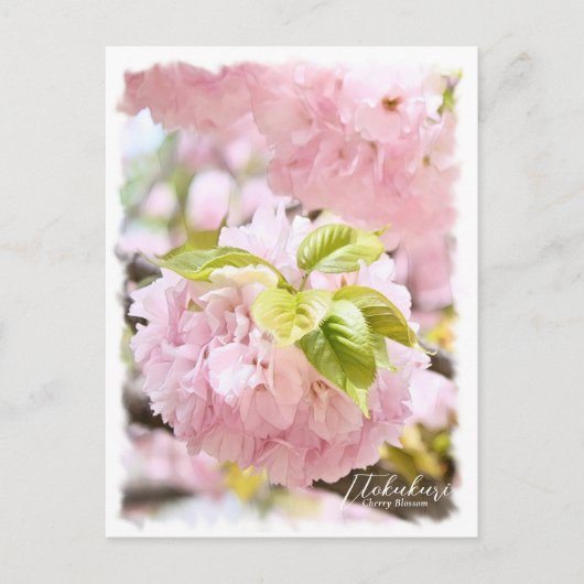 Carte Postale Cherry Blossom "Itokukuri" ポストカード (Devant)