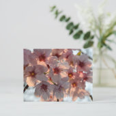 Carte Postale Cherry Blossom: Japan (Debout devant)