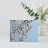 Carte Postale Cherry Blossom : Japon (Debout devant)