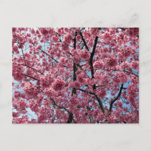 Carte Postale Cherry Blossom : Japon