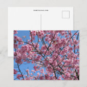Carte Postale Cherry Blossom : Japon (Devant / Derrière)