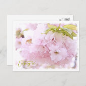 Carte Postale Cherry Blossom "Kasugai" ポストカード (Devant / Derrière)