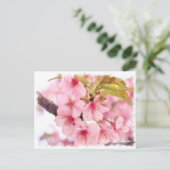 Carte Postale Cherry blossom: Kawazu-Zakura ポストカード (Debout devant)
