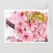 Carte Postale Cherry blossom: Kawazu-Zakura ポストカード (Devant)