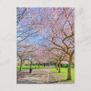 Carte postale Cherry Blossom London UK