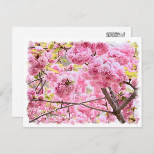 Carte Postale Cherry Blossom "Matsumae-benimurasaki" ポストカード (Devant / Derrière)