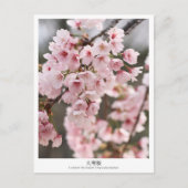 Carte Postale Cherry Blossom ‘Oh-kanzakura’ (Devant)
