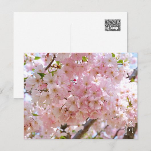 Carte Postale Cherry Blossom: Omoigawa (Devant / Derrière)