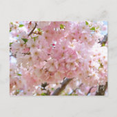 Carte Postale Cherry Blossom: Omoigawa (Devant)
