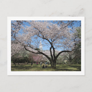Carte Postale Cherry Blossom: Shinjuku Gyoen Garden