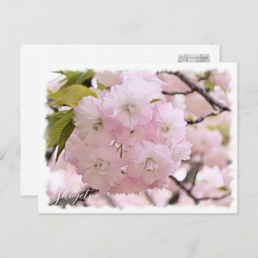 Carte Postale Cherry Blossom "Shogetsu" ポストカード (Devant / Derrière)