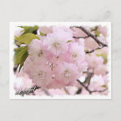 Carte Postale Cherry Blossom "Shogetsu" ポストカード (Devant)