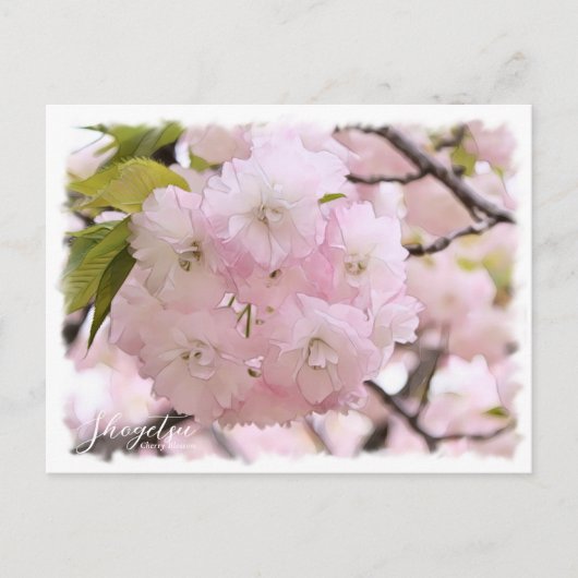 Carte Postale Cherry Blossom "Shogetsu" ポストカード (Devant)