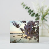 Carte Postale Cherry Blossom Sunset à Washington DC (Debout devant)