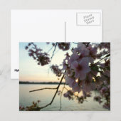 Carte Postale Cherry Blossom Sunset à Washington DC (Devant / Derrière)