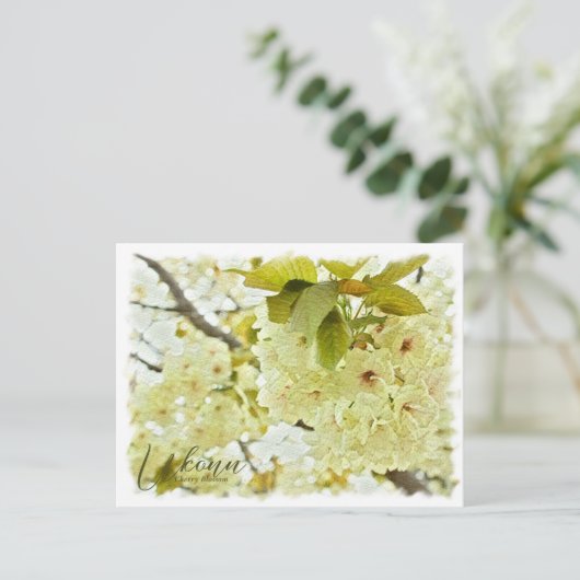 Carte Postale Cherry Blossom "Ukonn" ポストカード (Debout devant)