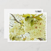 Carte Postale Cherry Blossom "Ukonn" ポストカード (Devant / Derrière)