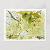 Carte Postale Cherry Blossom "Ukonn" ポストカード (Devant)