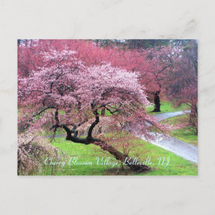Carte Postale Cherry Blossom Village 05