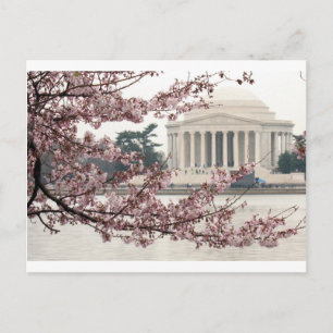 Carte Postale Cherry Blossom Washington DC