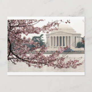 Carte Postale Cherry Blossom Washington DC