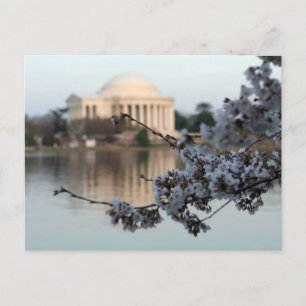Carte Postale Cherry Blossom Washington DC