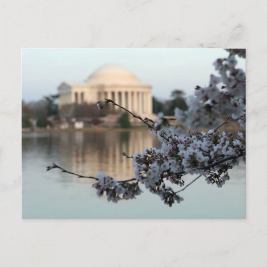 Carte Postale Cherry Blossom Washington DC (Devant)