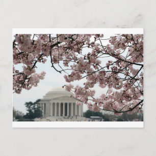 Carte Postale Cherry Blossom Washington DC
