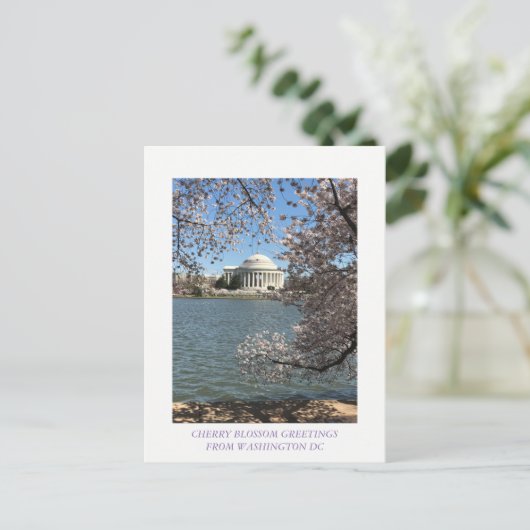CARTE POSTALE CHERRY BLOSSOM WASHINGTON DC (Debout devant)