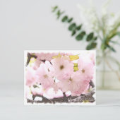 Carte Postale Cherry Blossom "Yae-benitoranowo" (Debout devant)