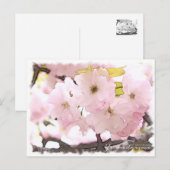 Carte Postale Cherry Blossom "Yae-benitoranowo" (Devant / Derrière)