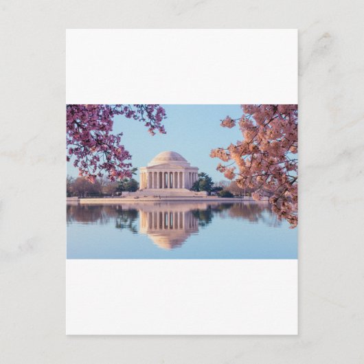 Carte Postale Cherry Blossoms à Washington DC (Devant)