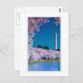 Carte Postale Cherry Blossoms et le Washington Monument (Devant / Derrière)
