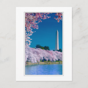 Carte Postale Cherry Blossoms et le Washington Monument