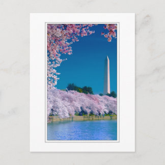 Carte Postale Cherry Blossoms et le Washington Monument