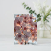 Carte Postale Cherry Blossoms: Japan  (Debout devant)