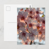 Carte Postale Cherry Blossoms: Japan  (Devant / Derrière)