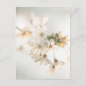 Carte Postale Cherry Blossoms Nature Photo (Devant)